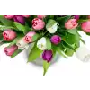Kytice  tulipánů